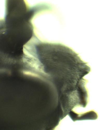 Réf. 333 869 : Auplopus sp.